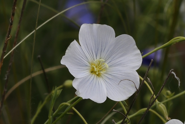 ľan rakúsky Linum austriacum L.