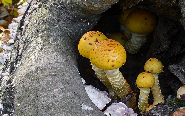 šupinovka slizká Pholiota adiposa (Batsch) P. Kumm.