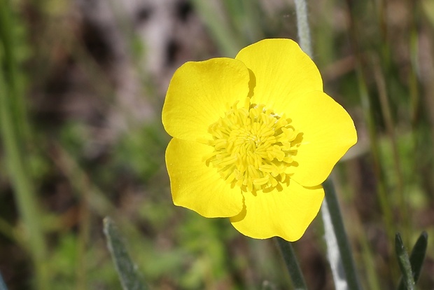 iskerník ilýrsky Ranunculus illyricus L.