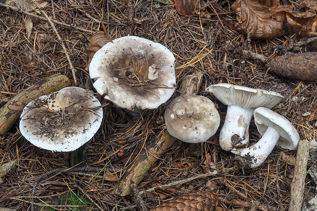 plávka hustolupeňová Russula densifolia Secr. ex Gillet