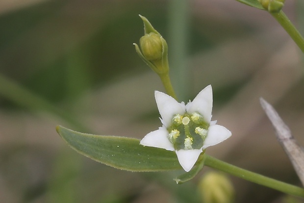 ľanolistník prostredný Thesium linophyllon L.