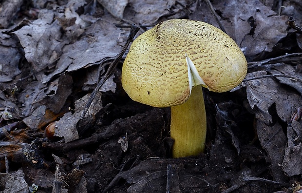 čírovka osiková Tricholoma frondosae Kalamees & Shchukin