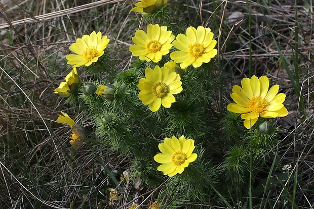 hlaváčik jarný Adonis vernalis L.