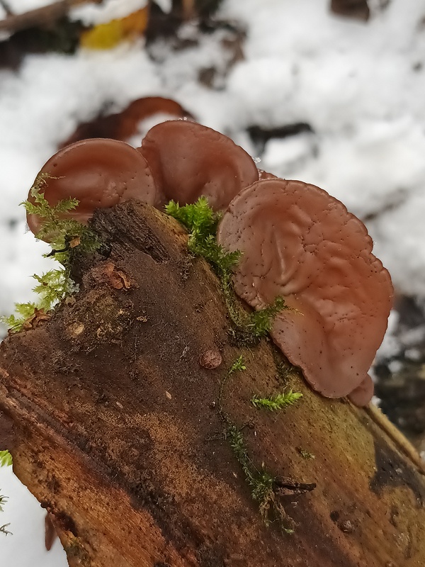 uchovec bazový Auricularia auricula-judae (Bull.) Quél.