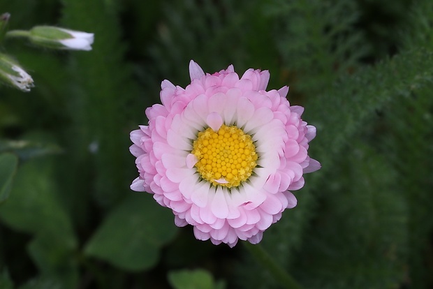 sedmokráska obyčajná Bellis perennis L.