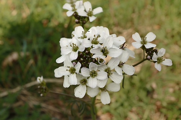 žerušnica lúčna Cardamine pratensis L.