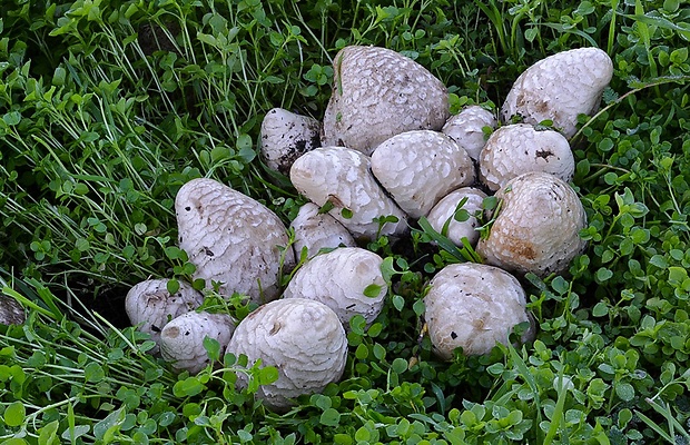 strieška bedľovitá Chlorophyllum agaricoides (Czern.) Vellinga