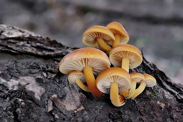 plamienka Flammulina sp.