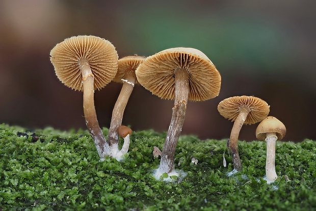 kapucňovka okrovohnedastá Galerina marginata (Batsch) Kühner