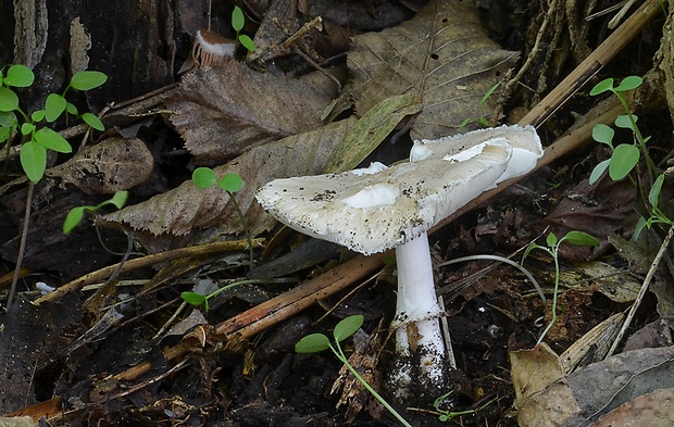 bedlica Wichanského Leucoagaricus wichanskyi (Pilát) Bon & Boiffard