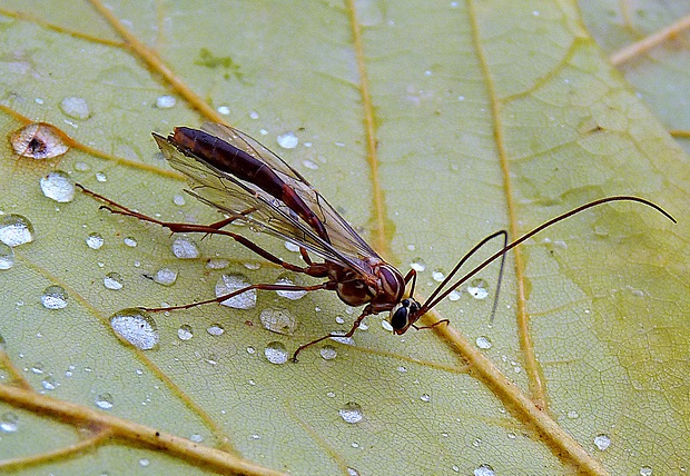 lumok Ophion obscuratus Fabricius, 1798