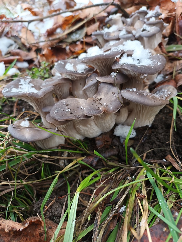 hliva ustricovitá Pleurotus ostreatus (Jacq.) P. Kumm.