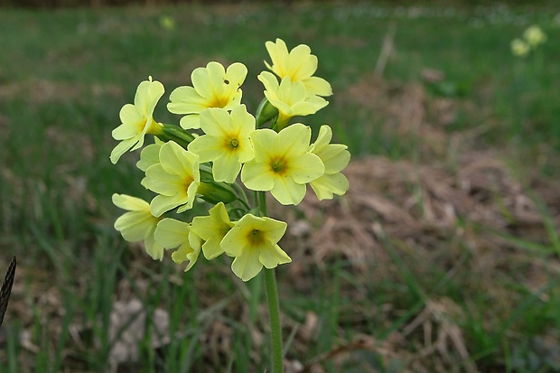 prvosienka vyššia Primula elatior (L.) L.