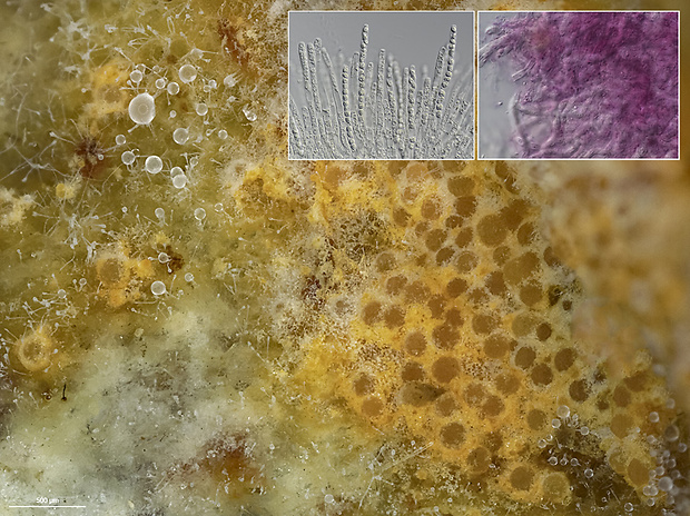 Protocrea pallida (Ellis & Everh.) Jaklitsch, K. Põldmaa & Samuels