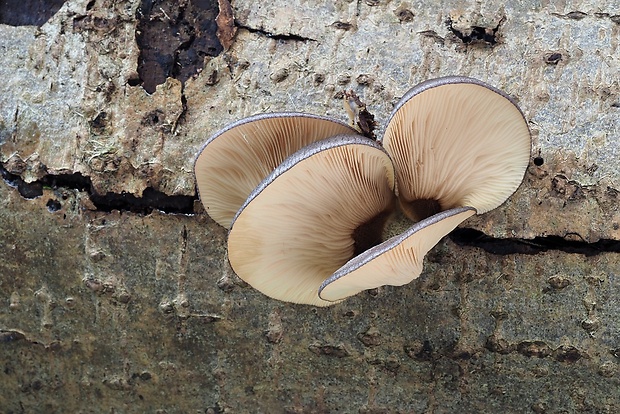 pňovka neskorá Sarcomyxa serotina (Pers.) P. Karst.