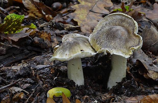 čírovka zelenohnedastá Tricholoma sejunctum (Sowerby) Quél.