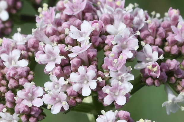 valeriána lekárska Valeriana officinalis L.