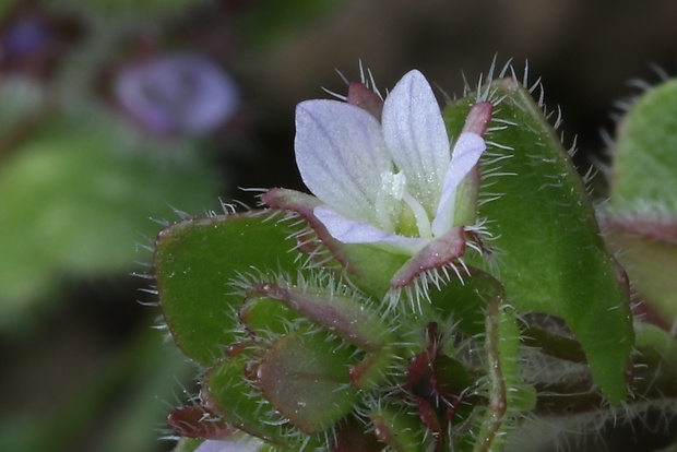 veronika laločnatá Veronica sublobata M. A. Fisch.