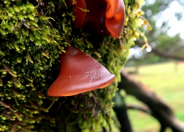 uchovec bazový Auricularia auricula-judae (Bull.) Quél.