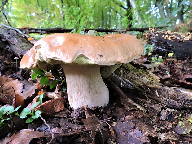 hríb smrekový Boletus edulis Bull.