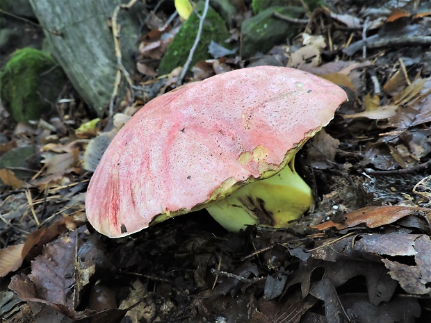 hríb kráľovský Butyriboletus regius (Krombh.) D. Arora & J.L. Frank