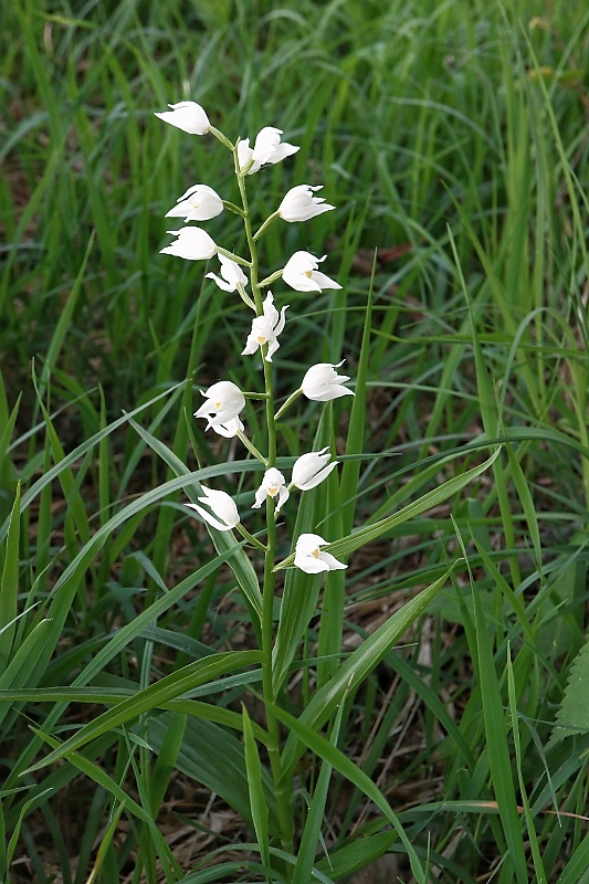 prilbovka dlholistá Cephalanthera longifolia (L.) Fritsch