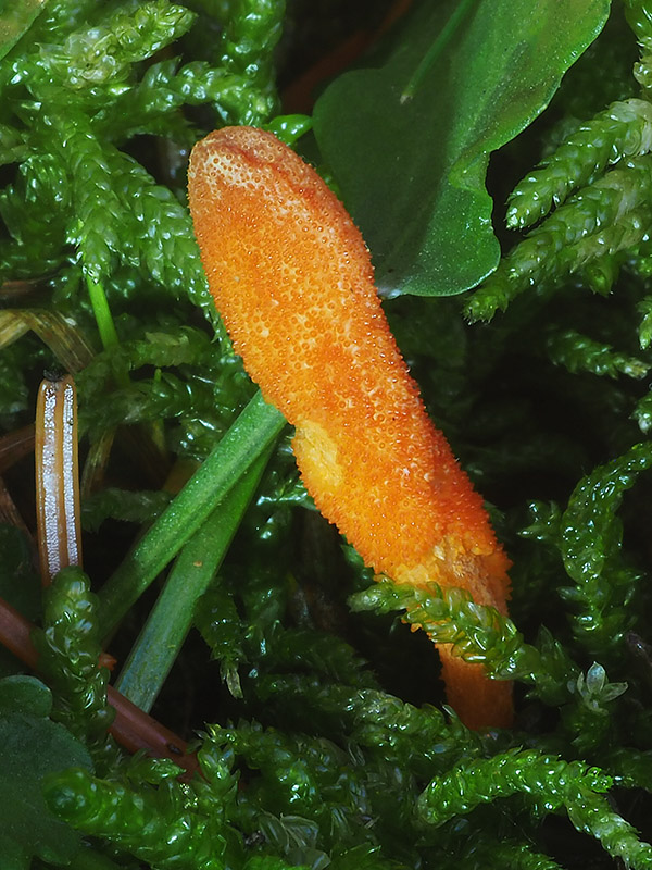 žezlovka hmyzová Cordyceps militaris (Fr.) Link