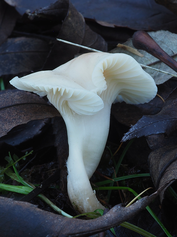 lúčnica snehobiela Cuphophyllus virgineus (Wulfen) Kovalenko