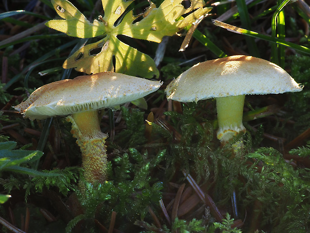 zrnivka okrová Cystoderma amianthinum (Scop.) Fayod