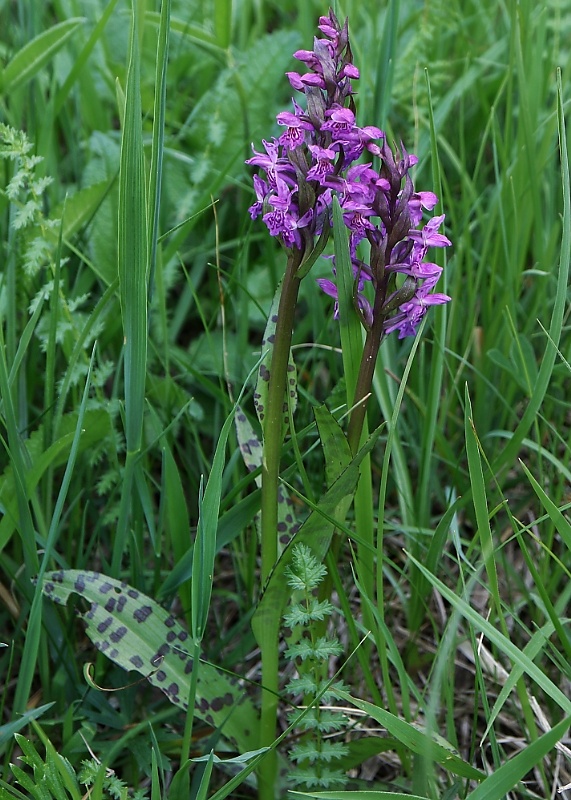 vstavačovec májový pravý Dactylorhiza majalis subsp. majalis (Reincherb.) Hunt & Summerh.