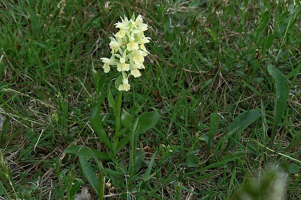 vstavačovec bazový Dactylorhiza sambucina (L.) Soó