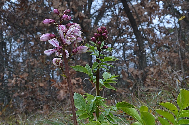 jasenec biely Dictamnus albus L.