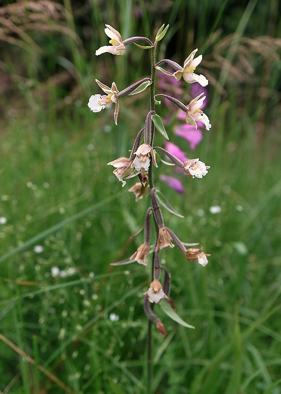 kruštík močiarny Epipactis palustris (L.) Crantz