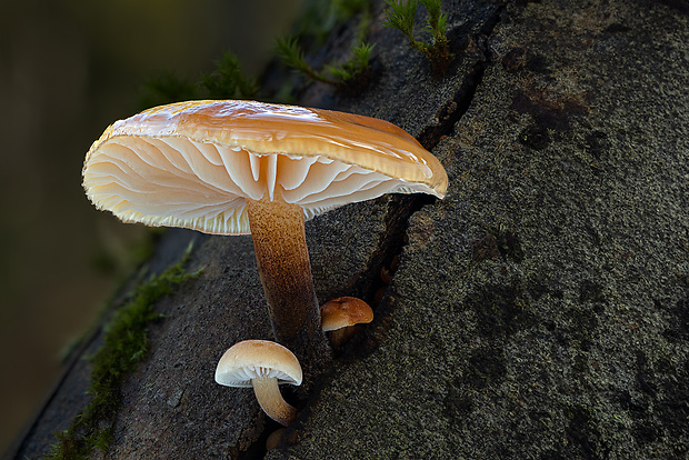 plamienka Flammulina sp.