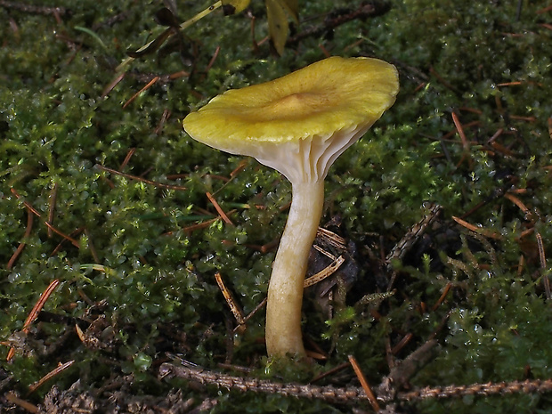 šťavnačka smrekovcová Hygrophorus lucorum Kalchbr.