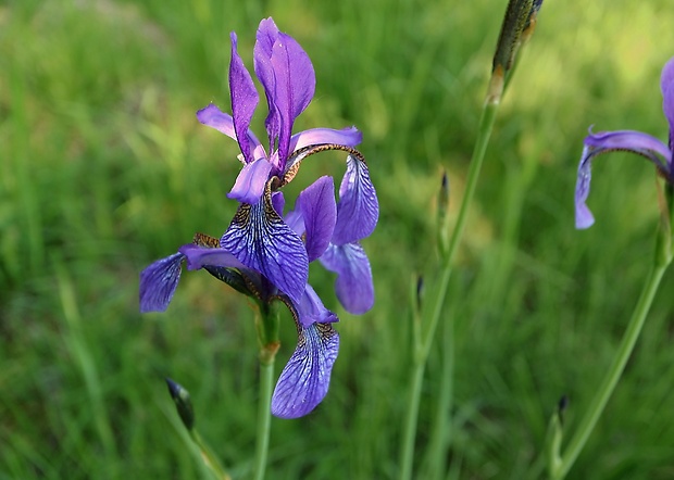 kosatec sibírsky Iris sibirica L.