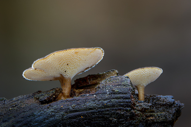 trúdnik zimný Lentinus brumalis (Pers.) Zmitr.