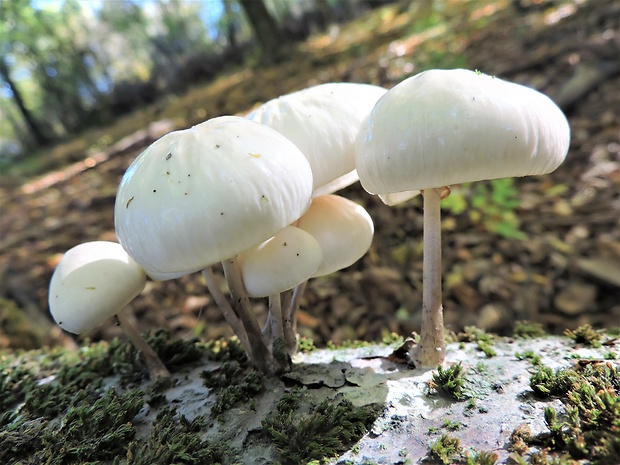 sliznačka obyčajná Mucidula mucida (Schrad.) Pat.