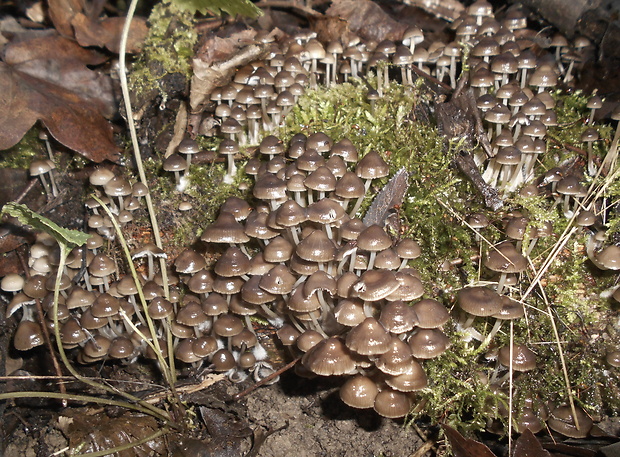 prilbička hnedosivá Mycena tintinnabulum (Paulet) Quél.