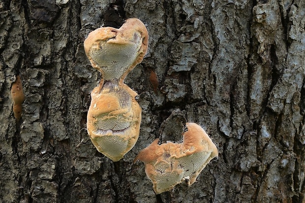 ohňovec slivkový Phellinus pomaceus (Pers.) Maire