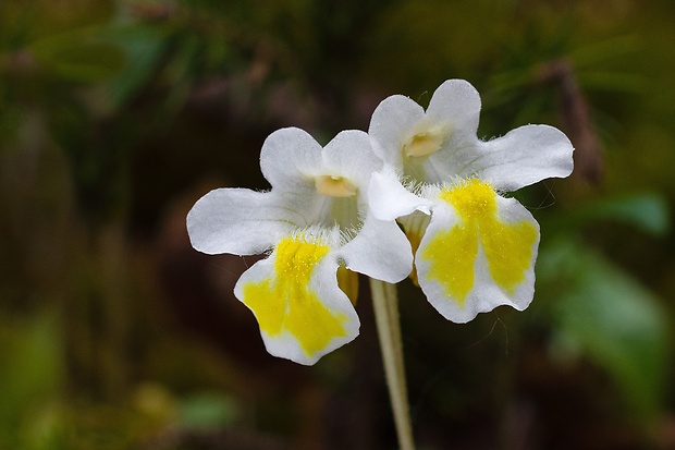 tučnica alpínska Pinguicula alpina L.