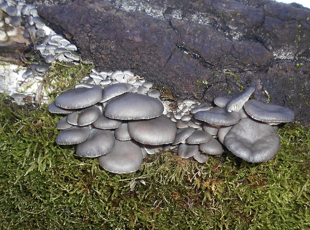 hliva ustricovitá Pleurotus ostreatus (Jacq.) P. Kumm.