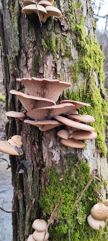 hliva ustricovitá Pleurotus ostreatus (Jacq.) P. Kumm.