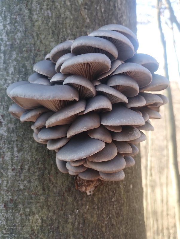 hliva ustricovitá Pleurotus ostreatus (Jacq.) P. Kumm.