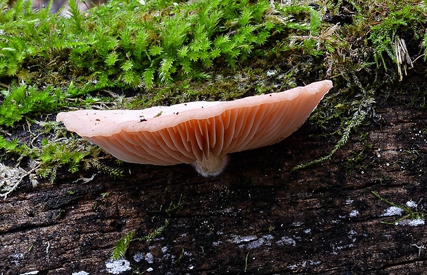 červenáčik obyčajný Rhodotus palmatus (Bull.) Maire