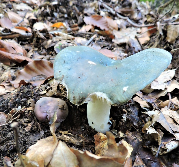 plávka modrastá Russula cyanoxantha (Schaeff.) Fr.