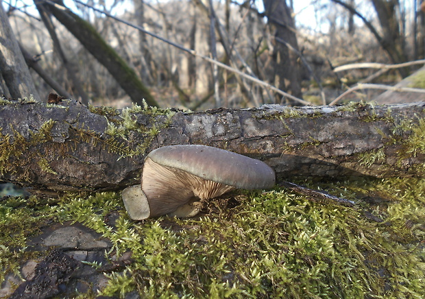 pňovka neskorá Sarcomyxa serotina (Pers.) P. Karst.