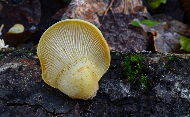 pňovka neskorá Sarcomyxa serotina (Pers.) P. Karst.