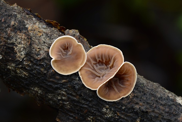 škľabka plstnatá Schizophyllum amplum (Lév.) Nakasone