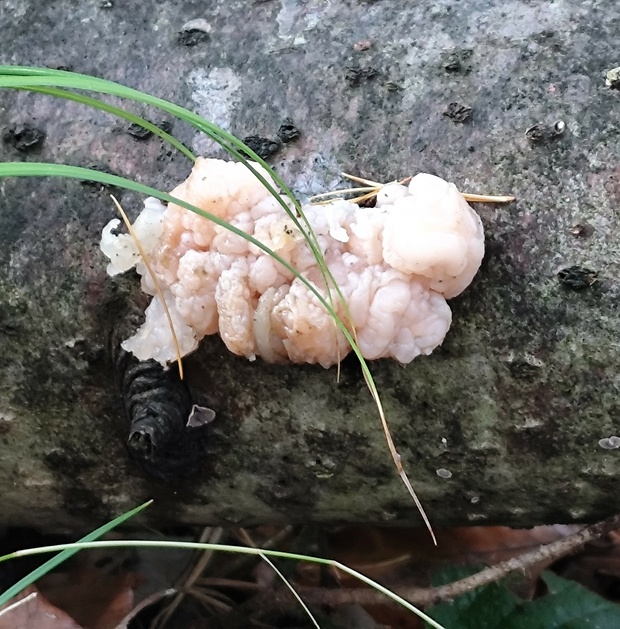 rôsolovka priesvitná Tremella encephala Willd.